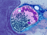 Buy The Neuromuscular Synapse Is the Junction Between a Nerve Fiber and a Muscle Fiber at AllPosters.com