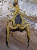 Giant Desert Hairy Scorpion (Hadrurus Arizonensis), Deserts of the Southwestern USA