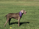 Weimaraner Variety of Domestic Dog