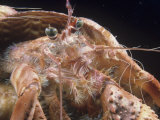Hermit Crab Peering from a Mollusk Shell, Lanai, Hawaii, USA