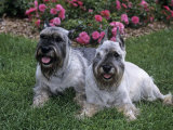 Standard Schnauzer Variety of Domestic Dog