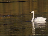 Tundra Swan Swimming (Cygnus Columbianus), Alaska, USA
