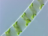 Buy Spirogyra, an Unbranched Filamentous Green Algae Containing Cells with Long Coiled Chloroplasts at AllPosters.com