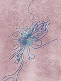 Buy Dna Spilling from Virus., Frog Virus, - Tem at AllPosters.com
