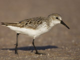 Western Sandpiper, Calidris Mauri, North America