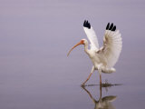 White Ibis Walking Through Water with Wings Open, Endocimus Albus, North America
