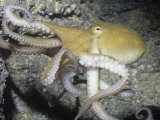 Two-Spot Octopus (Octopus Bimaculoides) Southern California, USA