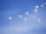 Migrating Tundra Swans, , Cygnus Columbianus