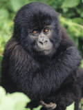 Buy Baby Mountain Gorilla, Gorilla Gorilla Beringei, Volcano National Park, Rwanda, Africa at AllPosters.com