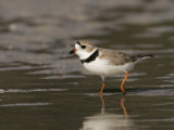 Piping Plover, Charadrius Melodus, an Endangered Species, North America