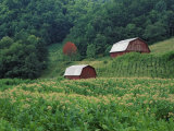 Tobacco Field and a Pair of Red Barns Near Taylorsville, North Carolina, USA