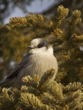 Gray Jay, Perisoreus Canadensis, North America