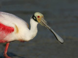 Roseate Spoonbill, Ajaia Ajaja, Florida, USA