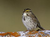 Savannah Sparrow, Passerculus Sandwichensis, North America