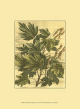 Weathered Maple Leaves I