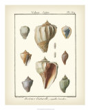 Buy Volute Shells, Pl.384 at AllPosters.com