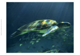 Aegean Sea Turtles I