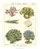Buy Coral Classification II at AllPosters.com