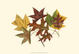 Tulip Tree, Gum and Scarlet Oak