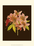 Buy Crimson Blooms II at AllPosters.com
