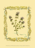 Buy Thyme at AllPosters.com