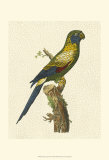 Buy Crackled Antique Parrot I at AllPosters.com