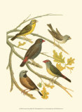 Canaries and Cage Birds III