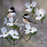 Buy Chickadee at AllPosters.com