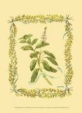 Buy Sage at AllPosters.com