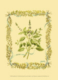 Buy Basil at AllPosters.com
