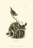 Marsh Wren