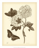 Buy Nature Study in Sepia IV at AllPosters.com