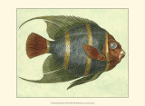 Angel Fish I