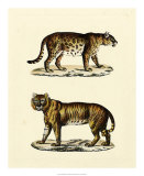 Animal Studies II