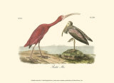 Scarlet Ibis