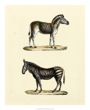 Animal Studies I