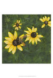 Buy Indian Summer II at AllPosters.com