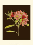 Buy Crimson Blooms IV at AllPosters.com