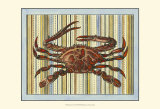 Seashore Crab