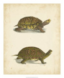 Buy Turtle Duo III at AllPosters.com
