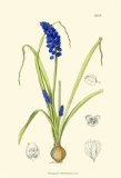 Buy Spring Bounty IV at AllPosters.com