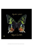 Striking Butterfly II