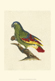 Buy Crackled Antique Parrot II at AllPosters.com