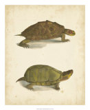 Buy Turtle Duo IV at AllPosters.com