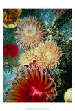 Buy Graphic Sea Anemone III at AllPosters.com