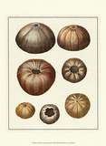 Crackled Antique Shells III
