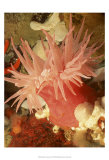 Graphic Sea Anemone I