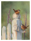 Wrens on Fence Post
