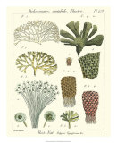 Buy Coral Classification I at AllPosters.com