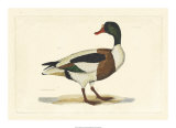 Duck II